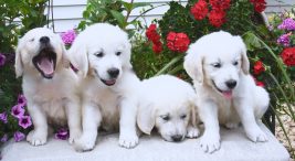 Satılık Golden Retriever Yavruları