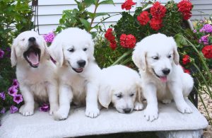 Satılık Golden Retriever Yavruları