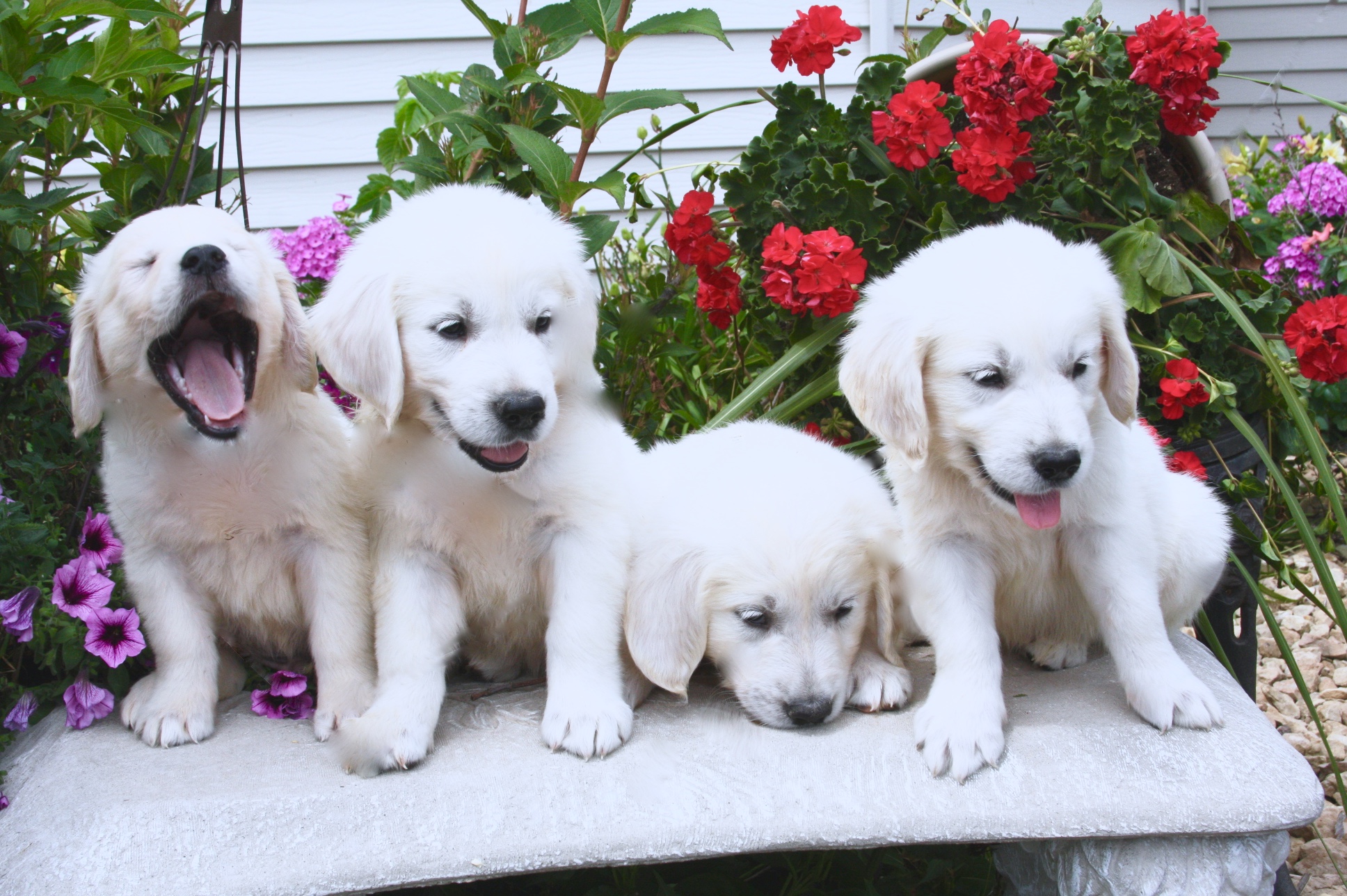 Yavru Golden Retriever Satılık