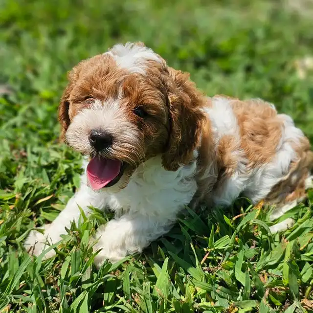 Yavru Köpek Sahiplenmeden Önce